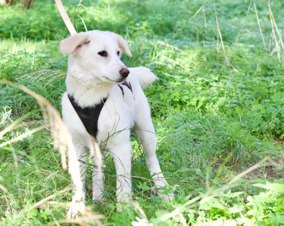 Zeno - Zutraulicher Welpenmann, ca. 3 Monate, Mischling Welpen - Rüde