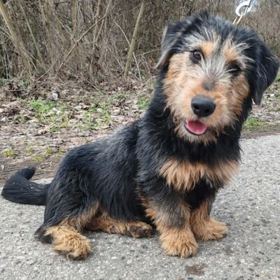 🐶Zento Drahthaar Dackel Mixwelpe  hat einen sehr guten Charakter, ist sehr großzügig und nimmt jede Herausforderung mit Stolz an