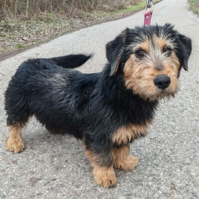 🐶Zento Drahthaar Dackel Mixwelpe hat einen sehr guten Charakter, ist sehr großzügig und nimmt jede Herausforderung mit Stolz an, Drahthaar Dackel Mischling Welpen - Rüde