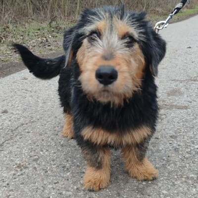 🐶Zento Drahthaar Dackel Mixwelpe hat einen sehr guten Charakter, ist sehr großzügig und nimmt jede Herausforderung mit Stolz an, Drahthaar Dackel Mischling Welpen - Rüde