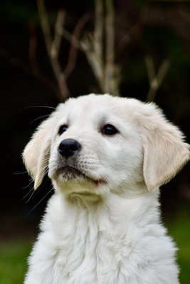 Zentralasiatischer Owtscharka