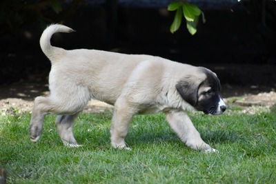 Zentralasiatischer Owtscharka, Zentralasiatischer Owtscharka Welpen - Hündin