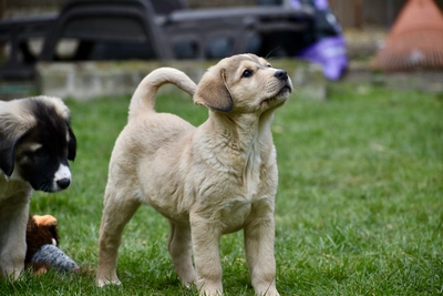 Zentralasiatischer Owtscharka, Zentralasiatischer Owtscharka Welpen - Hündin