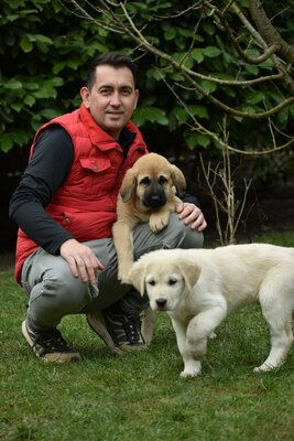 Zentralasiatischer Owtscharka, Zentralasiatischer Owtscharka Welpen - Hündin