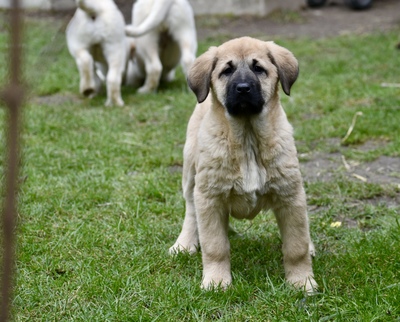 Zentralasiatischer Owtscharka, Zentralasiatischer Owtscharka Welpen - Hündin