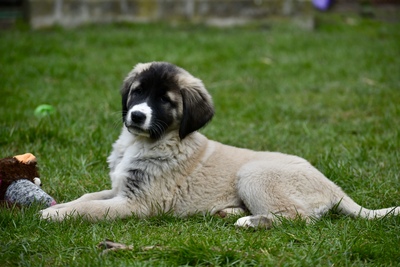 Zentralasiatischer Owtscharka, Zentralasiatischer Owtscharka Welpen - Hündin