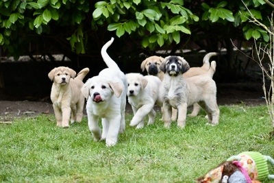 Zentralasiatischer Owtscharka, Zentralasiatischer Owtscharka Welpen - Hündin