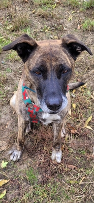 Zeus Berger Hollandais Rüde wartet schon über 4 Jahre im Tierheim, Bergr Hollandais - Rüde