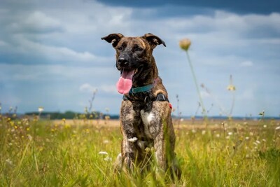 Zeus Berger Hollandais Rüde wartet seit 4 Jahren auf sein Zuhause, Berger Hollandais - Rüde