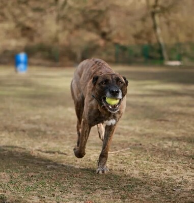 Zeus Berger Hollandais Rüde wartet seit 4 Jahren auf sein Zuhause, Berger Hollandais - Rüde