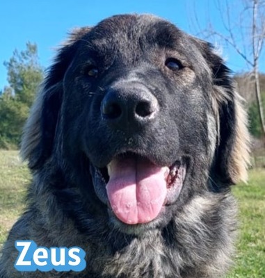 Zeus, HSH-Mix - Rüde