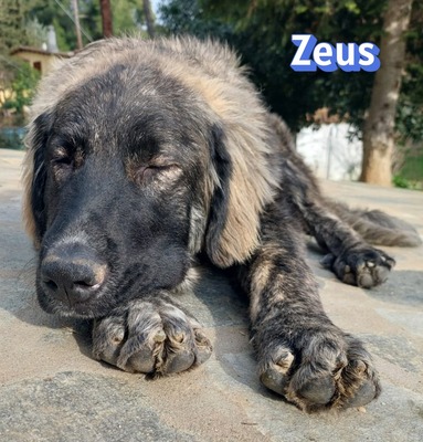 Zeus, HSH-Mix - Rüde