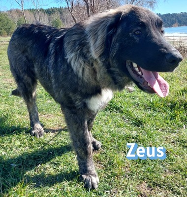 Zeus, HSH-Mix - Rüde