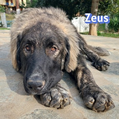 Zeus, HSH-Mix - Rüde