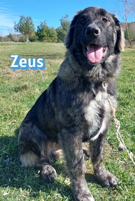 Zeus, HSH-Mix - Rüde