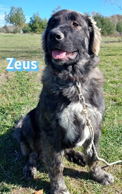 Zeus, HSH-Mix - Rüde
