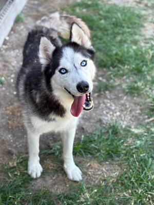 Zeus, Husky - Rüde