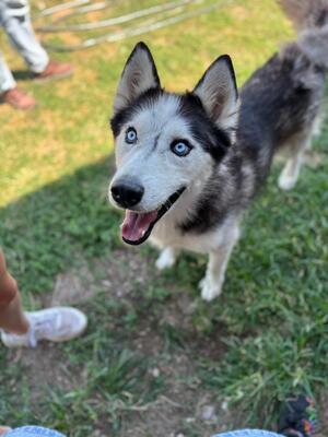 Zeus, Husky - Rüde