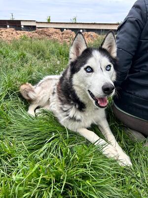 Zeus, Husky - Rüde