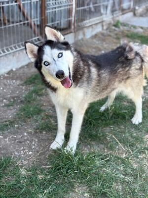 Zeus, Husky - Rüde