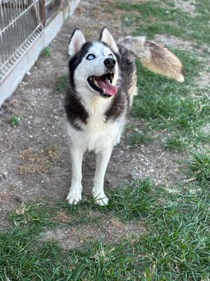 Zeus, Husky - Rüde