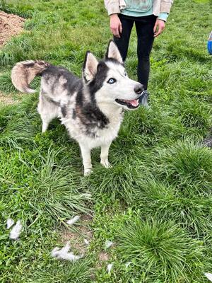Zeus, Husky - Rüde