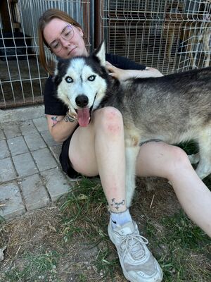 Zeus, Husky - Rüde