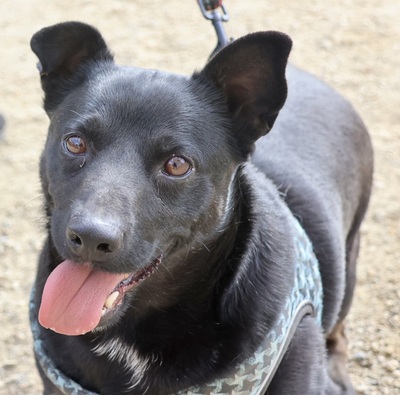 Zeus, Mix - Rüde