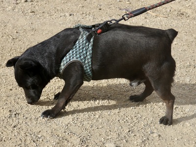 Zeus, Mix - Rüde