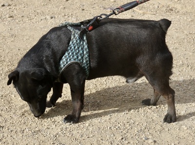 Zeus, Mix - Rüde