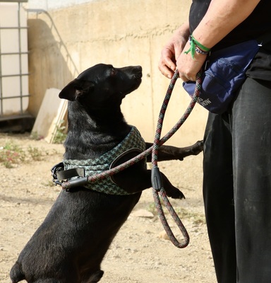 Zeus, Mix - Rüde