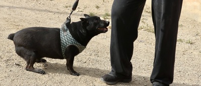 Zeus, Mix - Rüde