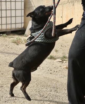 Zeus, Mix - Rüde