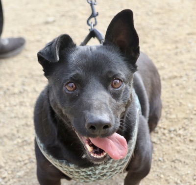 Zeus, Mix - Rüde