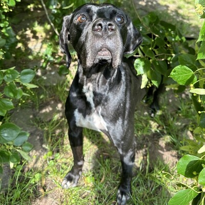 Zeus - Notfellchen / Reserviert, engl. Pointer - Rüde