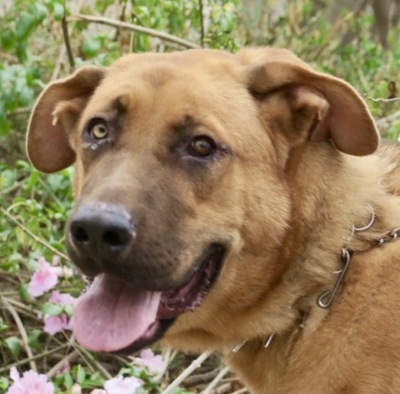 Zeus, Schäferhund Mix - Rüde