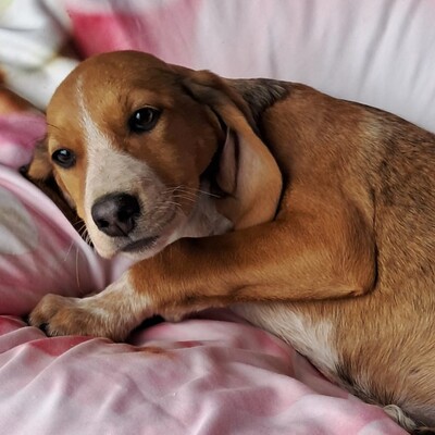 Zia - ruhig und sanft, Mischling Welpen - Hündin