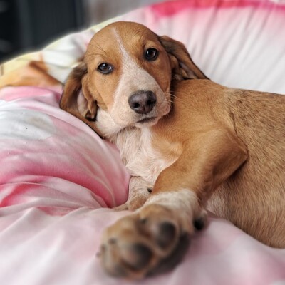 Zia - ruhig und sanft, Mischling Welpen - Hündin