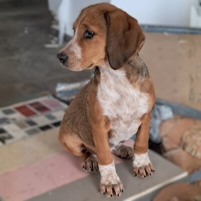 Zia - ruhig und sanft / Reserviert, Mischling Welpen - Hündin