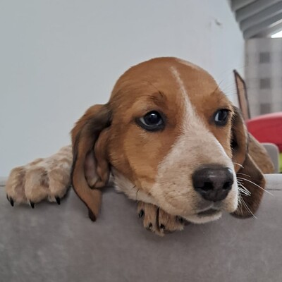 Zia - ruhig und sanft / Vorgemerkt, Mischling Welpen - Hündin