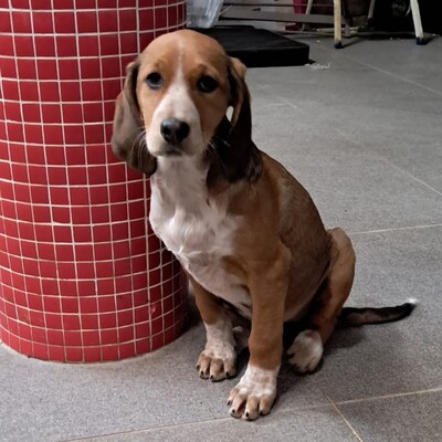 Zia - ruhig und sanft / Vorgemerkt, Mischling Welpen - Hündin