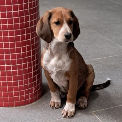 Zia - ruhig und sanft / Vorgemerkt, Mischling Welpen - Hündin