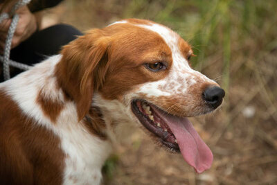 Ziel (m)-Sozial, Lieb, rennt gerne, Bretone - Rüde