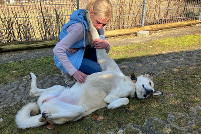 Zimtschnecke - ein liebes Riesenbaby, Kangal Mix - Hündin