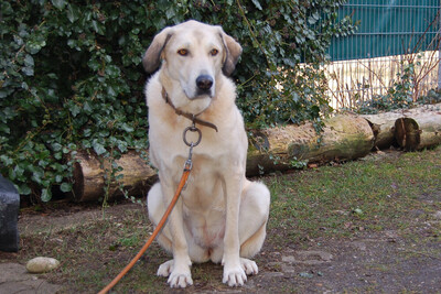 Zimtschnecke - ein liebes Riesenbaby, Kangal Mix - Hündin