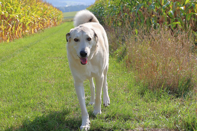 Zimtschnecke - ein liebes Riesenbaby, Kangal Mix - Hündin