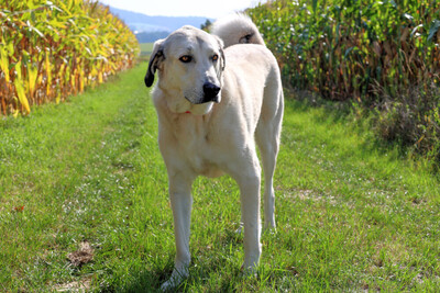 Zimtschnecke - ein liebes Riesenbaby, Kangal Mix - Hündin