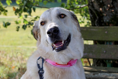 Zimtschnecke - ein liebes Riesenbaby, Kangal Mix - Hündin