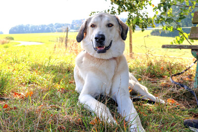 Zimtschnecke - ein liebes Riesenbaby, Kangal Mix - Hündin