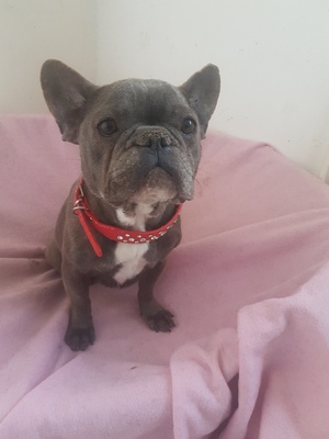 Zindy, Französische Bulldogge - Hündin